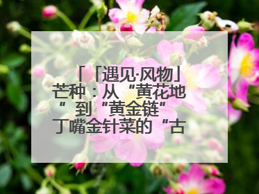 「遇见·风物」芒种：从“黄花地”到“黄金链” 丁嘴金针菜的“古法”经