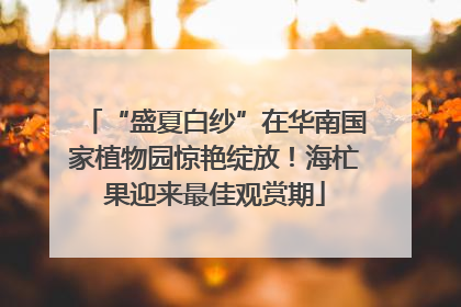 “盛夏白纱”在华南国家植物园惊艳绽放！海杧果迎来最佳观赏期