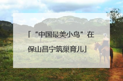 “中国最美小鸟”在保山昌宁筑巢育儿