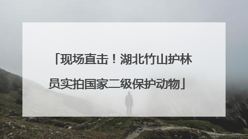 现场直击！湖北竹山护林员实拍国家二级保护动物