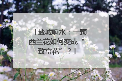 盐城响水：一颗西兰花如何变成“致富花”？