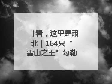 看，这里是肃北｜164只“雪山之王”勾勒生态新图景