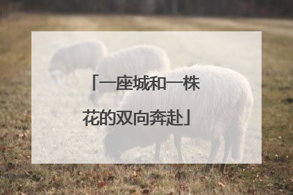 一座城和一株花的双向奔赴