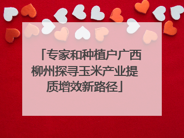 专家和种植户广西柳州探寻玉米产业提质增效新路径