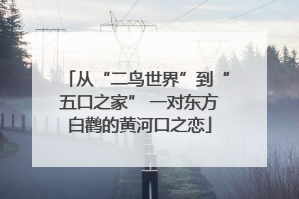 从“二鸟世界”到“五口之家” 一对东方白鹳的黄河口之恋