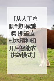 从人工弯腰到机械驰骋 即墨蓝村水稻种植开启智能农耕新模式