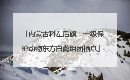 内蒙古科左后旗：一级保护动物东方白鹳组团栖息
