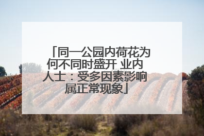 同一公园内荷花为何不同时盛开 业内人士：受多因素影响 属正常现象
