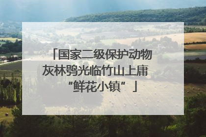 国家二级保护动物灰林鸮光临竹山上庸“鲜花小镇”