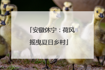 安徽休宁：荷风摇曳夏日乡村