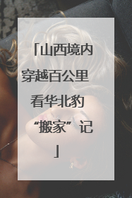 山西境内穿越百公里 看华北豹“搬家”记