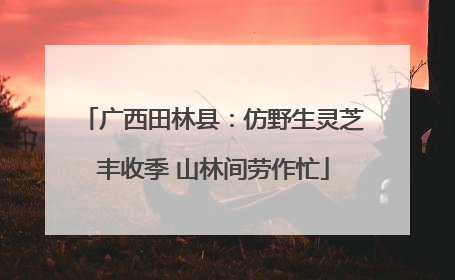 广西田林县：仿野生灵芝丰收季 山林间劳作忙