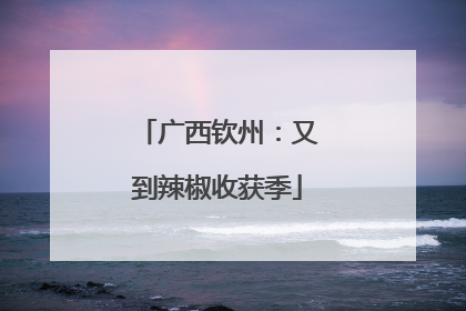 广西钦州：又到辣椒收获季