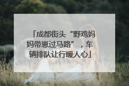 成都街头“野鸡妈妈带崽过马路”，车辆排队让行暖人心