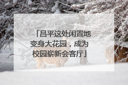 昌平这处闲置地变身大花园，成为校园崭新会客厅