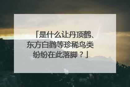 是什么让丹顶鹤、东方白鹳等珍稀鸟类纷纷在此落脚？