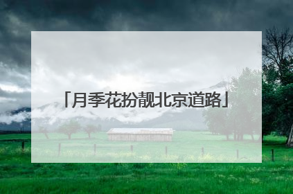 月季花扮靓北京道路