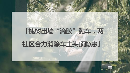 槐树出墙“滴胶”黏车，两社区合力消除车主头顶隐患