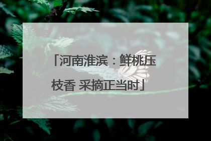 河南淮滨：鲜桃压枝香 采摘正当时