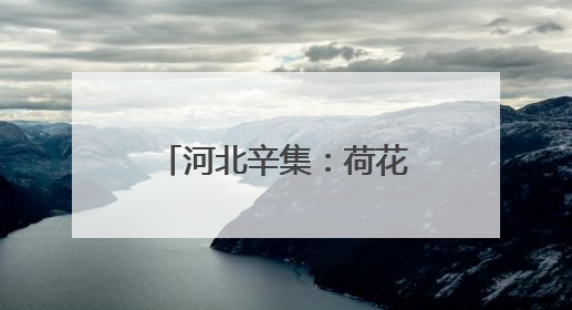 河北辛集：荷花盛开引客来 夏日打卡添新景