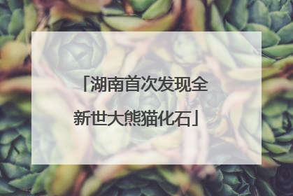湖南首次发现全新世大熊猫化石