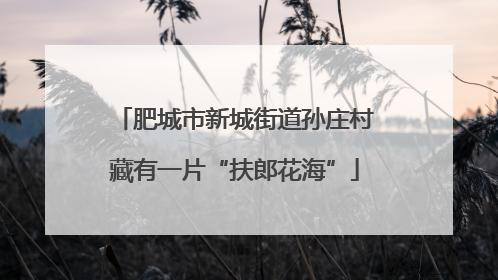 肥城市新城街道孙庄村藏有一片“扶郎花海”