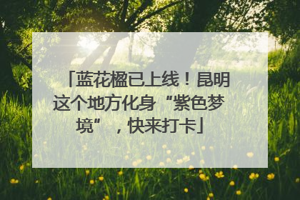 蓝花楹已上线！昆明这个地方化身“紫色梦境”，快来打卡