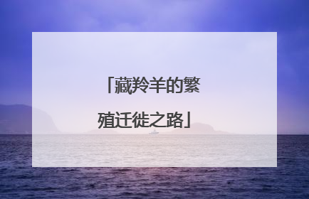 藏羚羊的繁殖迁徙之路