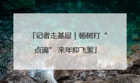 记者走基层｜杨树打“点滴” 来年抑飞絮