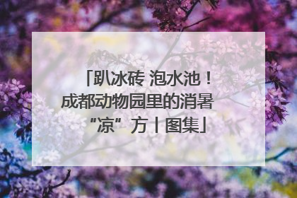 趴冰砖 泡水池！成都动物园里的消暑“凉”方丨图集