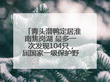 青头潜鸭定居淮南焦岗湖 最多一次发现104只，属国家一级保护野生动物