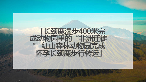 长颈鹿漫步400米完成动物园里的“非洲迁徙” 红山森林动物园完成怀孕长颈鹿步行转运