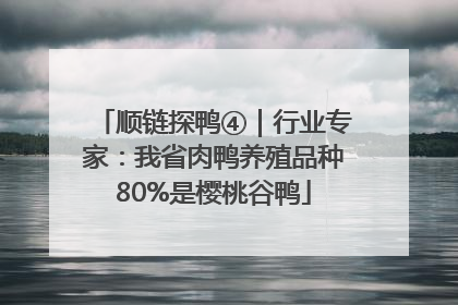 顺链探鸭④｜行业专家：我省肉鸭养殖品种80%是樱桃谷鸭
