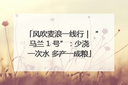 风吹麦浪一线行｜“马兰 1 号”：少浇一次水 多产一成粮