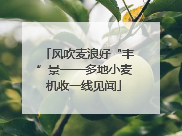 风吹麦浪好“丰”景——多地小麦机收一线见闻