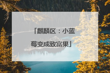 麒麟区：小蓝莓变成致富果
