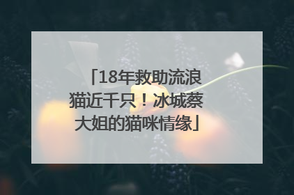 18年救助流浪猫近千只！冰城蔡大姐的猫咪情缘