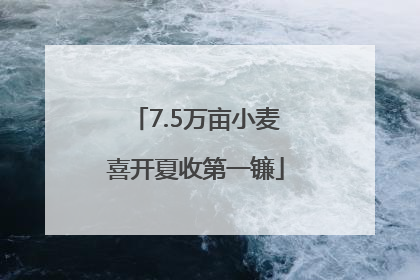 7.5万亩小麦喜开夏收第一镰